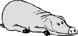 liegendes entspanntes Schwein