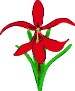 Blume mit roter Blüte