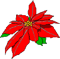 Blüte roter Weihnachtsstern