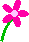 Blume mit 5-blättriger pinker Blüte