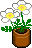 Topfblume mit 2 weißen Blüten