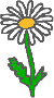 Gänseblümchen mit weißer Blüte
