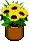 Topfblume 4 Sonnenblumen