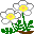 2 weiße Gänseblümchen