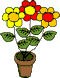 Topfblume mit 3 verschiedenfarbigen Blüten