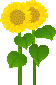 2 Sonnenblumen mit gelben Blüten