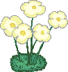5 Blumen mit gelben Blüten