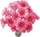Blumenstrauss mit rosa Blüten