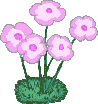 5 Blumen mit violetten Blüten