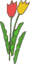 2 Tulpen gelb und rot