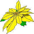 Blüte gelber Weihnachtsstern