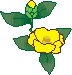 Blume 1 gelbe Blüte und 1 gelbe Knospe