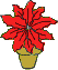 Topfblume Weihnachtsstern rote Blüten