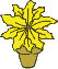 Topfblume Weihnachtsstern gelbe Blüten