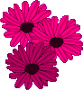 3 lila pinke Blüten