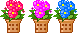 3 Topfblumen nebeneinander rote pinke blaue Blüten