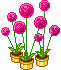 3 Topfblumen mit pinken runden Blüten