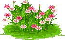 Grasbusch mit vielen rot pinken Blüten
