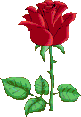 1 rote Rose