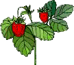 Strauch mit 2 Erdbeeren
